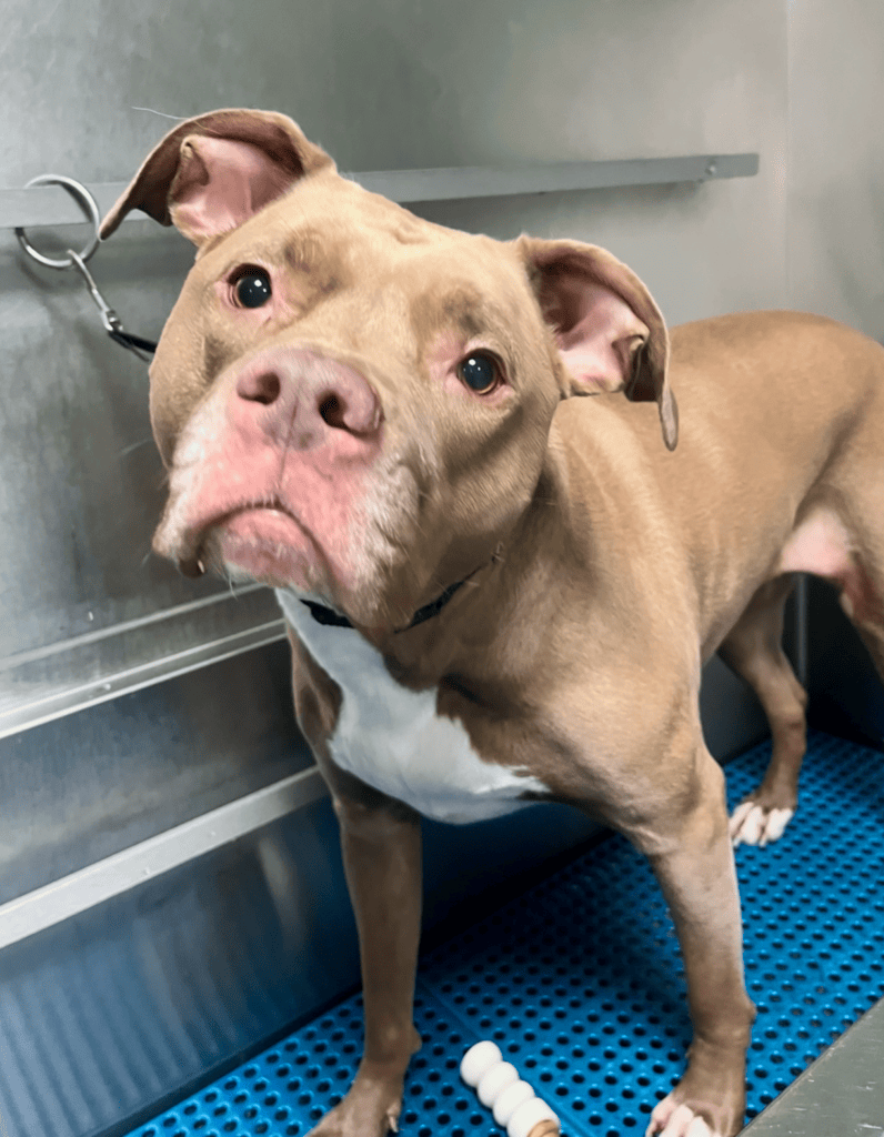 Brown pittie in a tub.