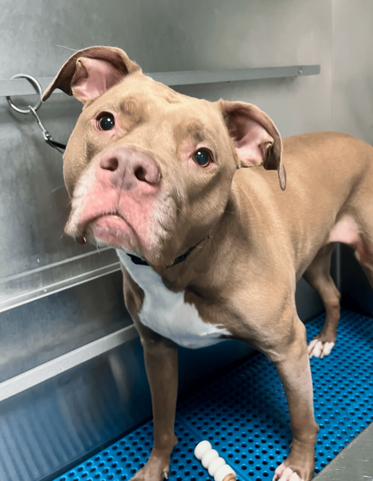 Brown pittie in a tub.