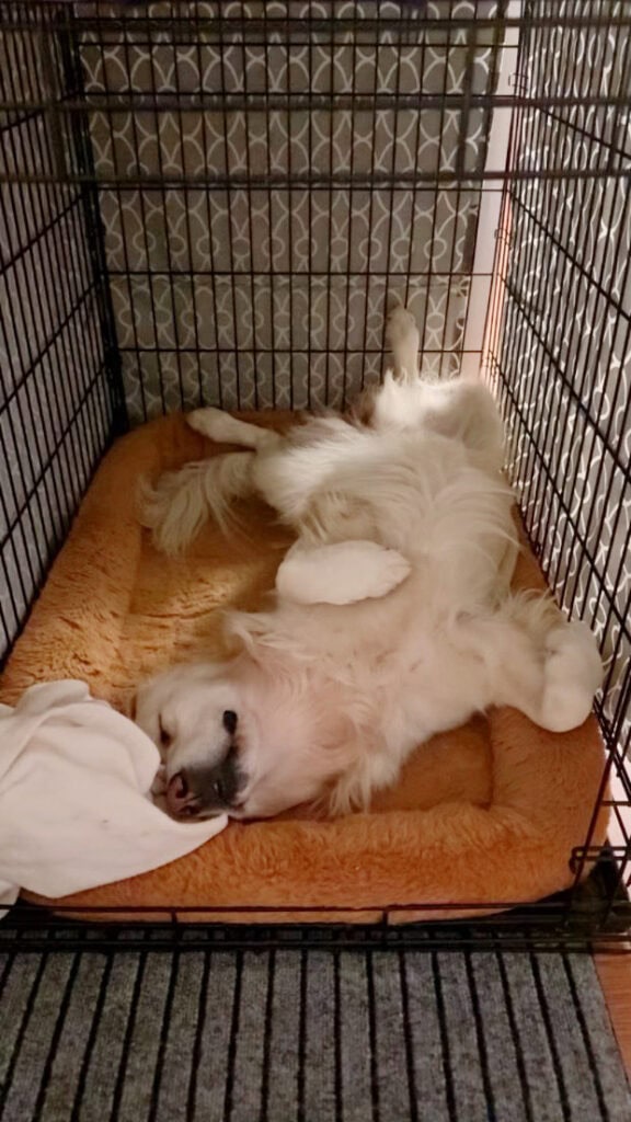 a golden retriever in a crate sleeping with an orange bed